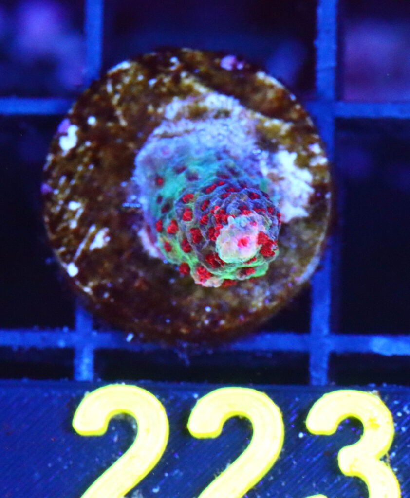 Frag Box Corals