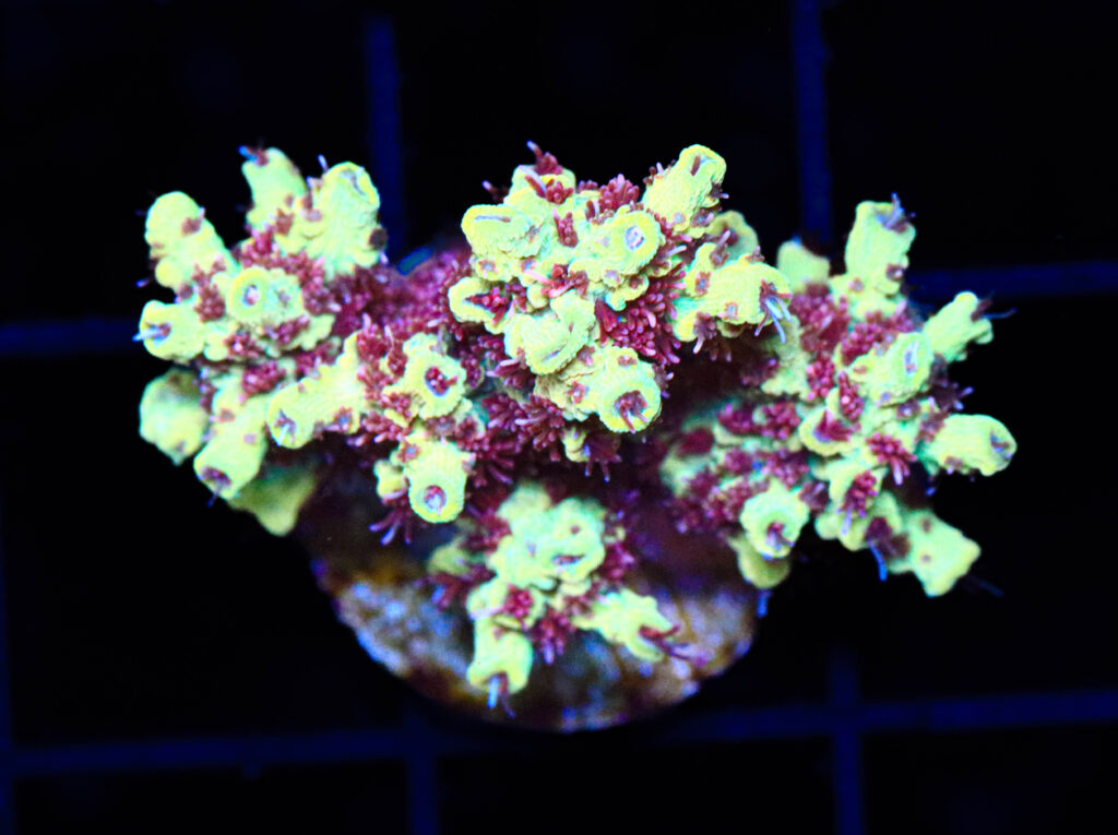 Frag Box Corals
