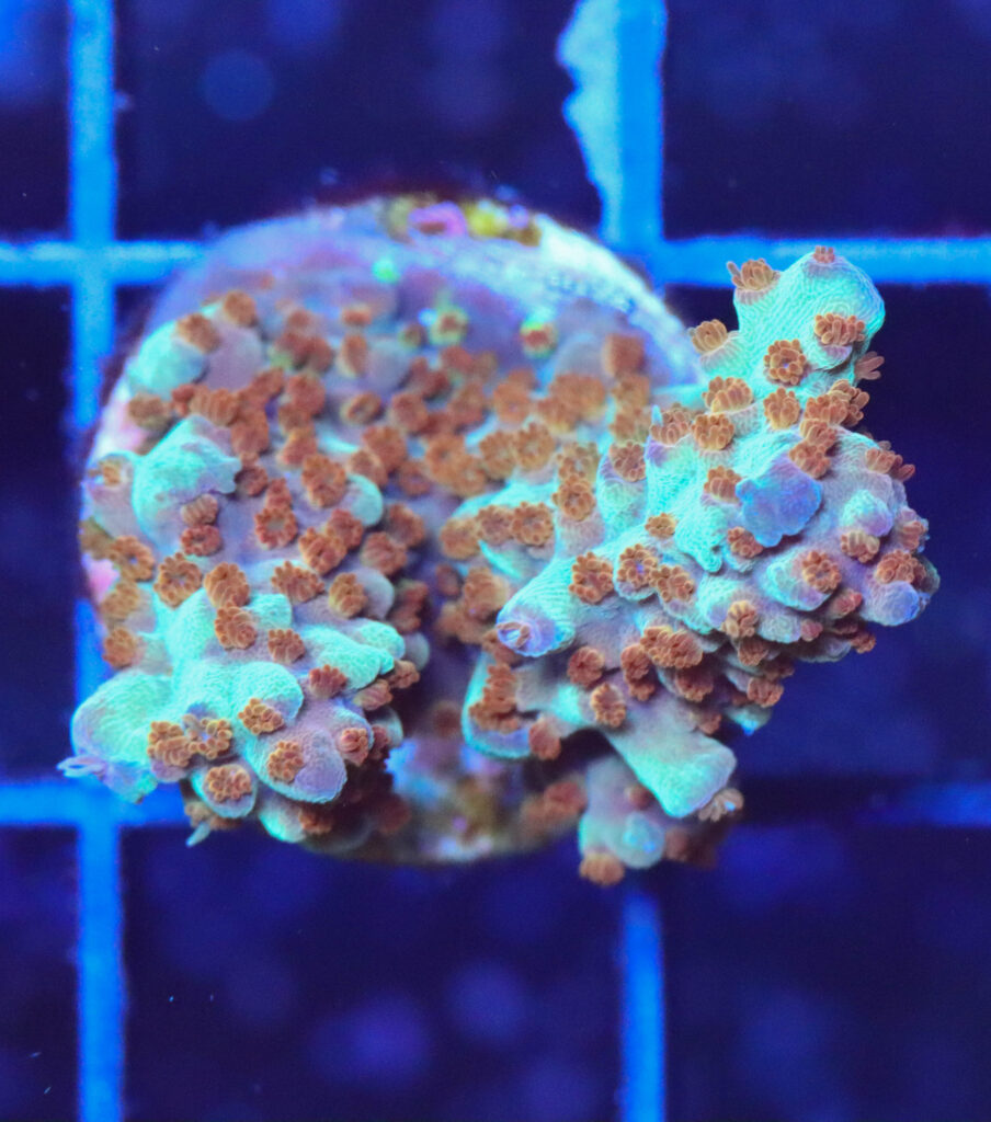 Frag Box Corals