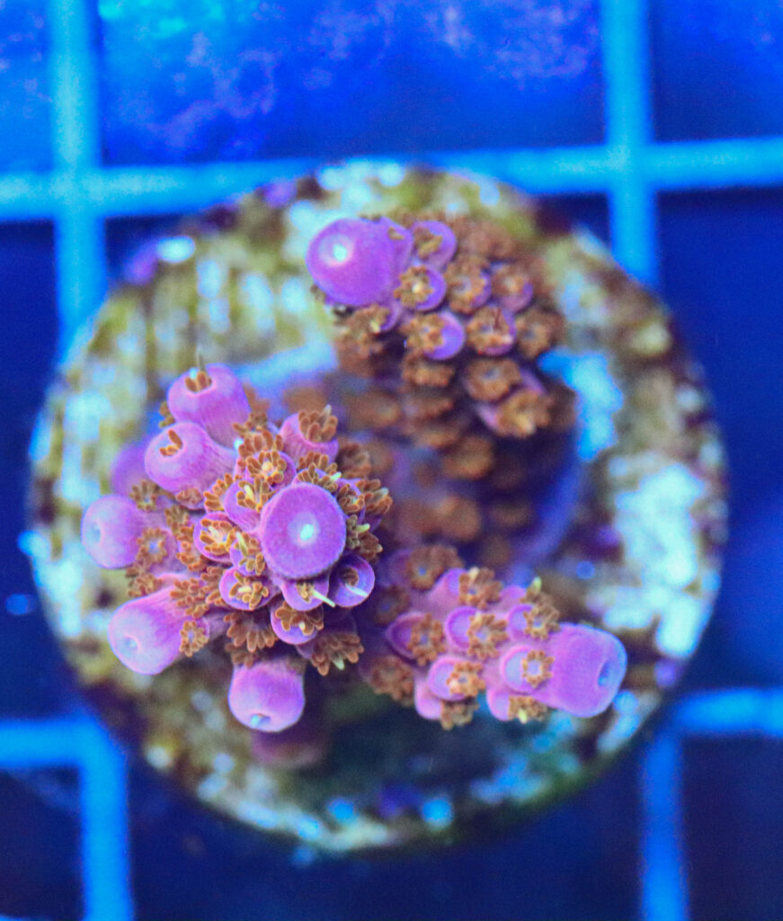 Frag Box Corals