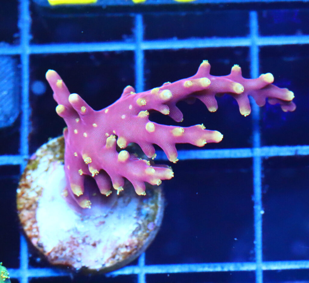 Frag Box Corals