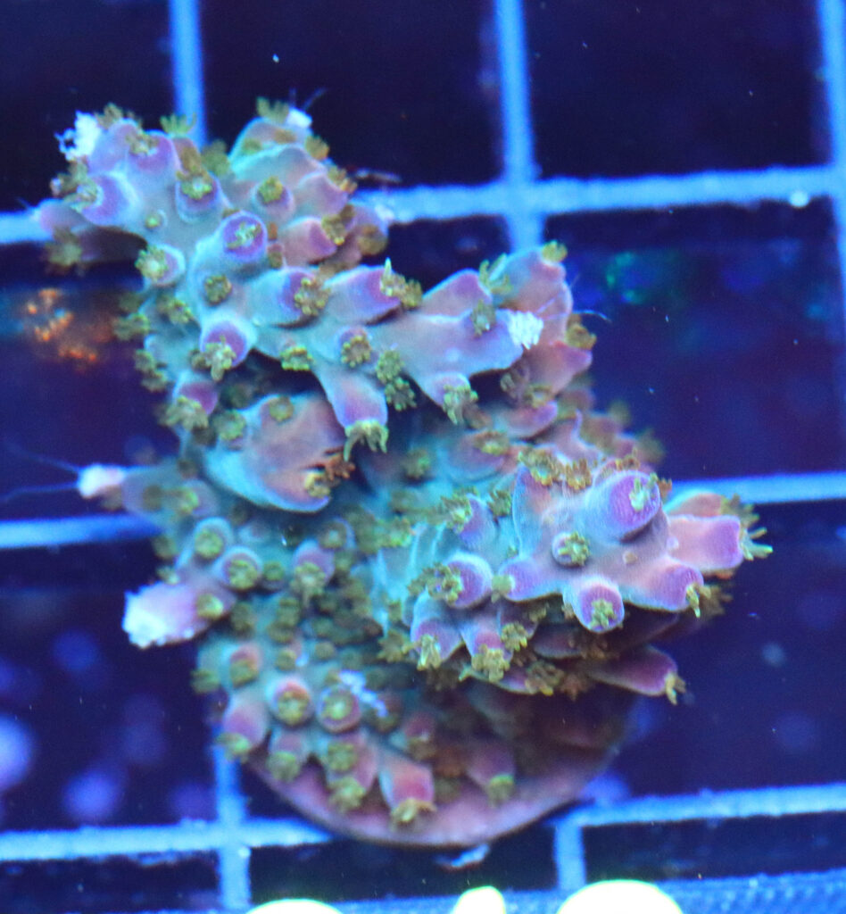 Frag Box Corals