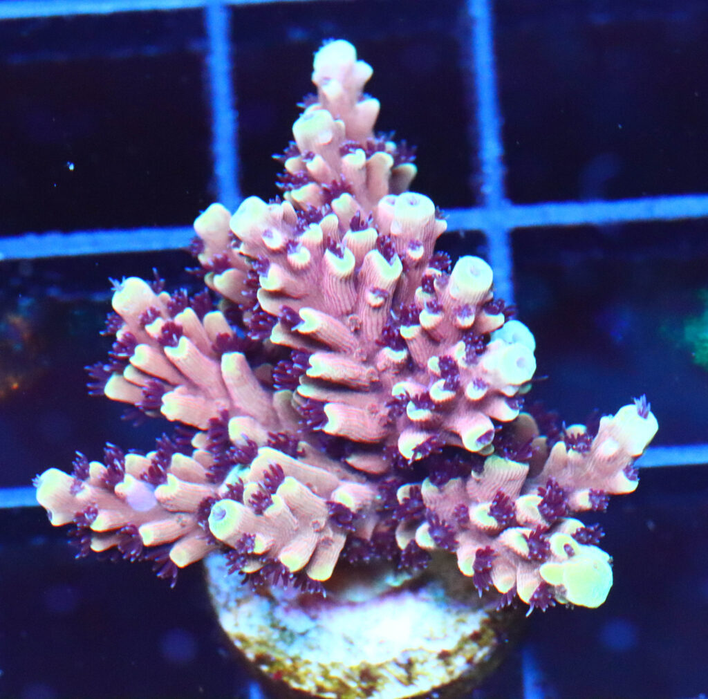 Frag Box Corals