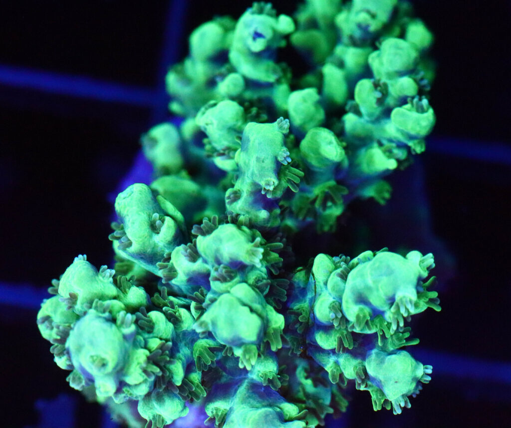 Frag Box Corals