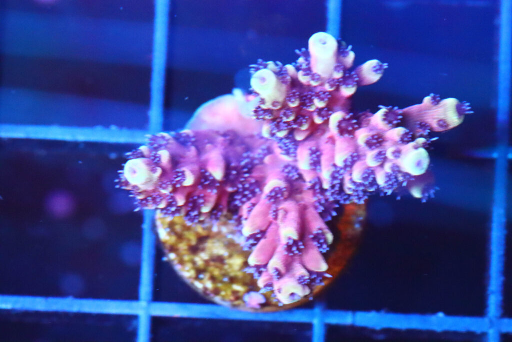 Frag Box Corals
