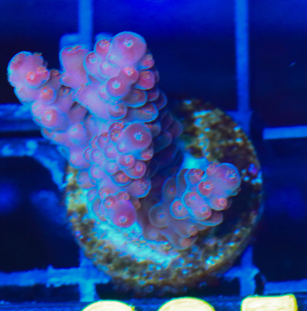 Frag Box Corals