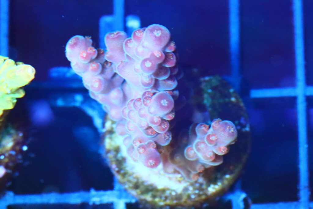 Frag Box Corals