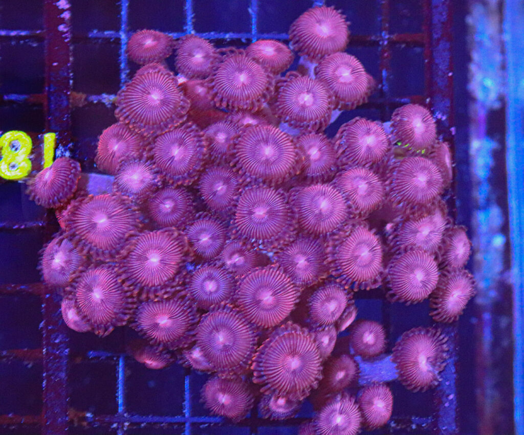 Frag Box Corals