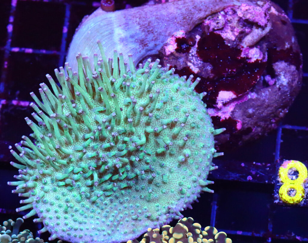 Frag Box Corals
