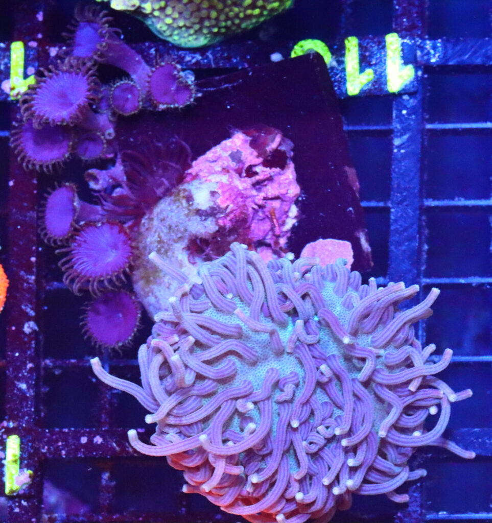 Frag Box Corals