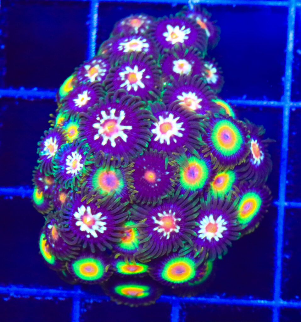 Frag Box Corals