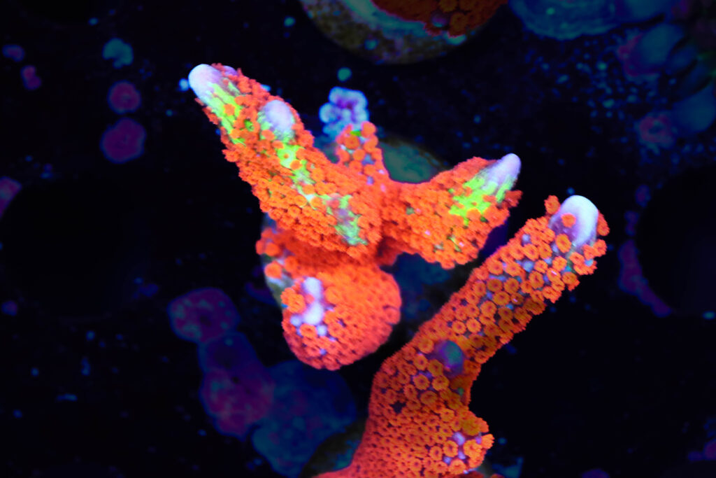 Frag Box Corals