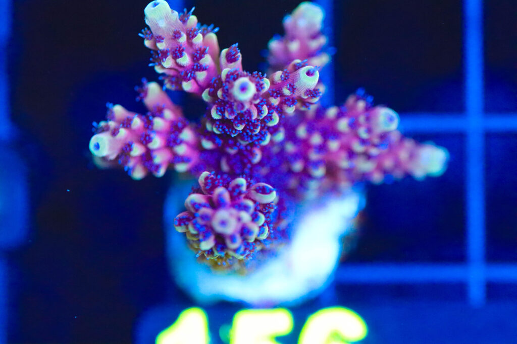 Frag Box Corals