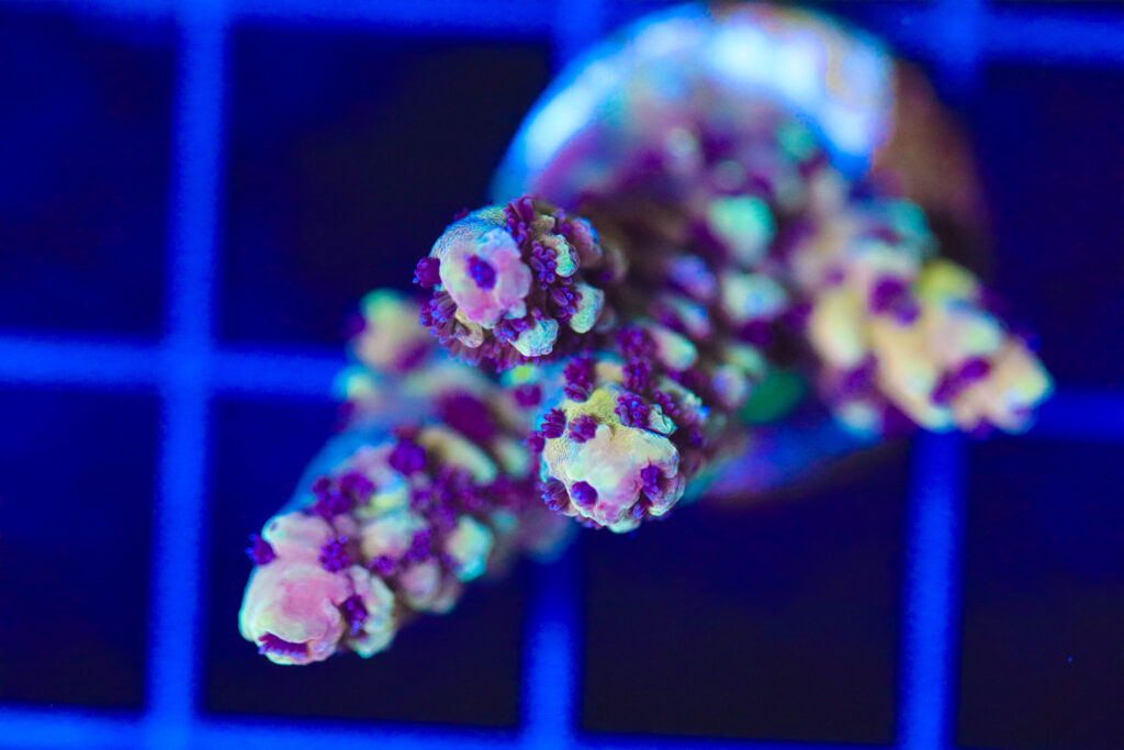 Frag Box Corals