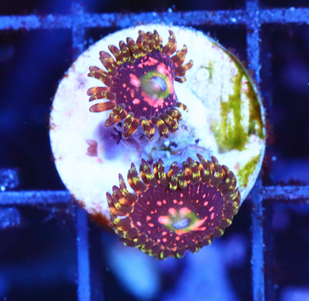 Frag Box Corals