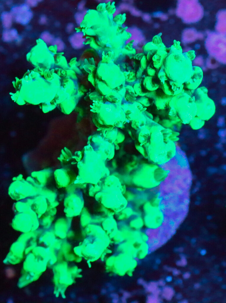 Frag Box Corals
