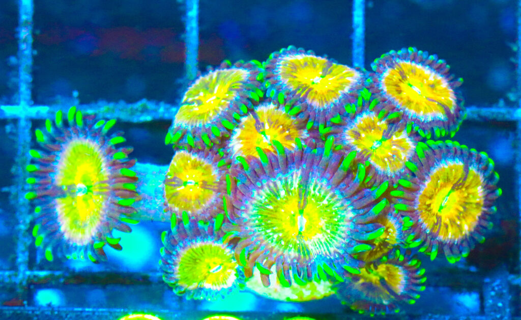 Frag Box Corals