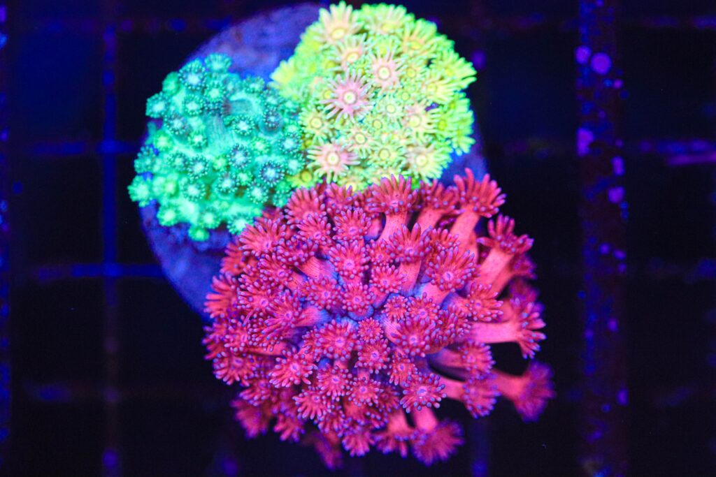 Frag Box Corals