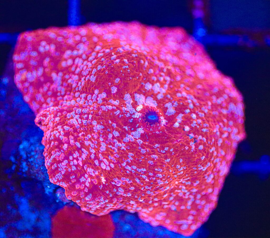 Frag Box Corals