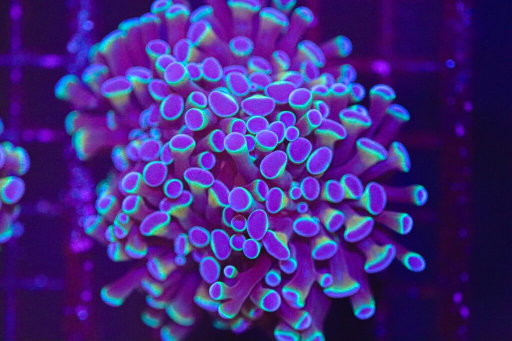 Frag Box Corals