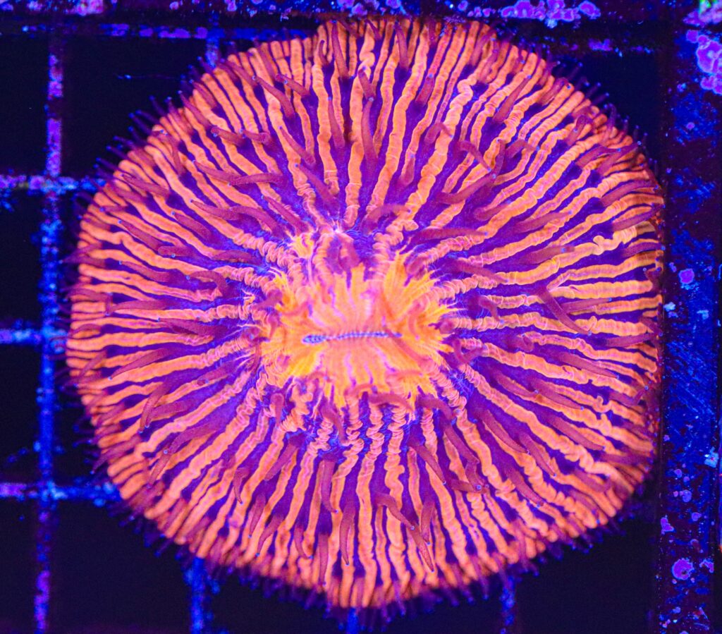 Frag Box Corals