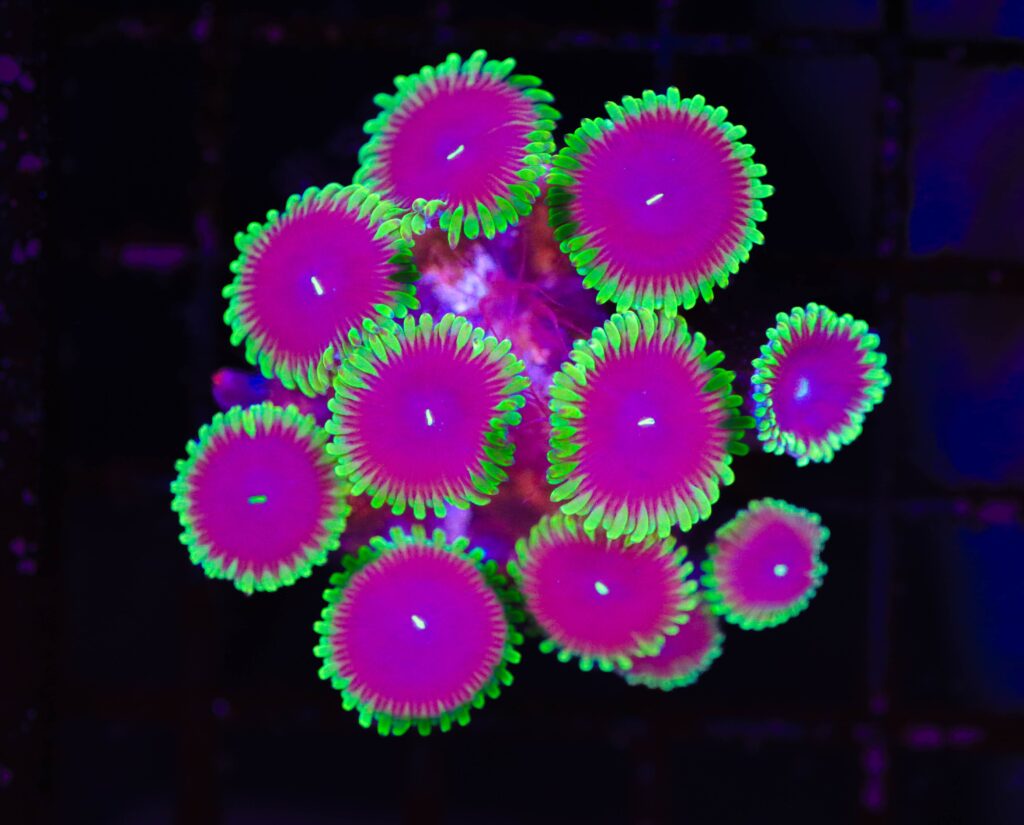 Frag Box Corals