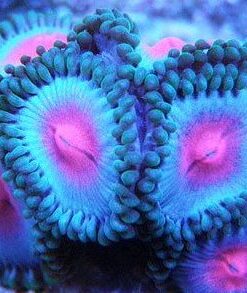 Miami Vice Zoanthid Frag (1-2 Heads)