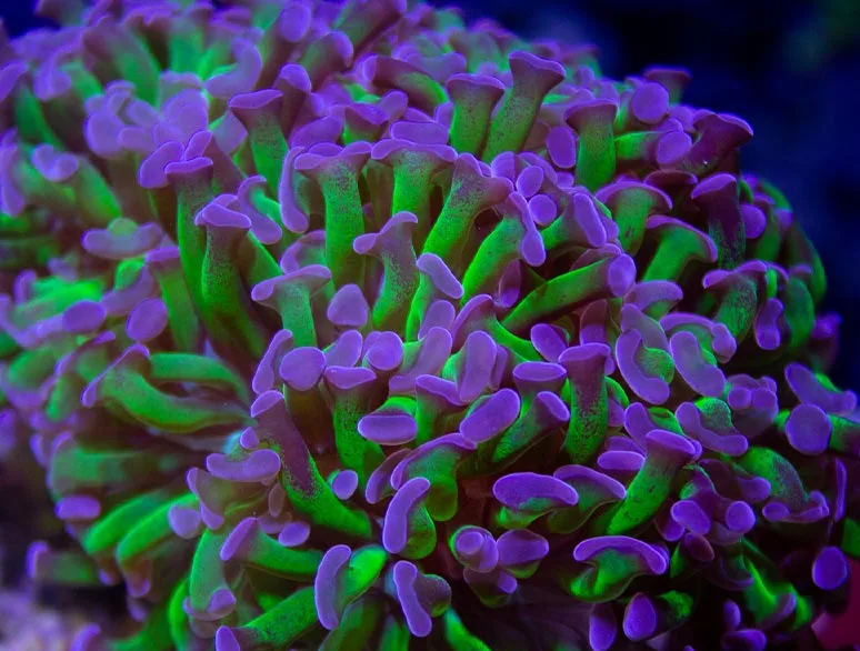 Frag Box Corals