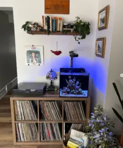 Studio 15 Gallon Complete Kit [ Halo + Rock Included]