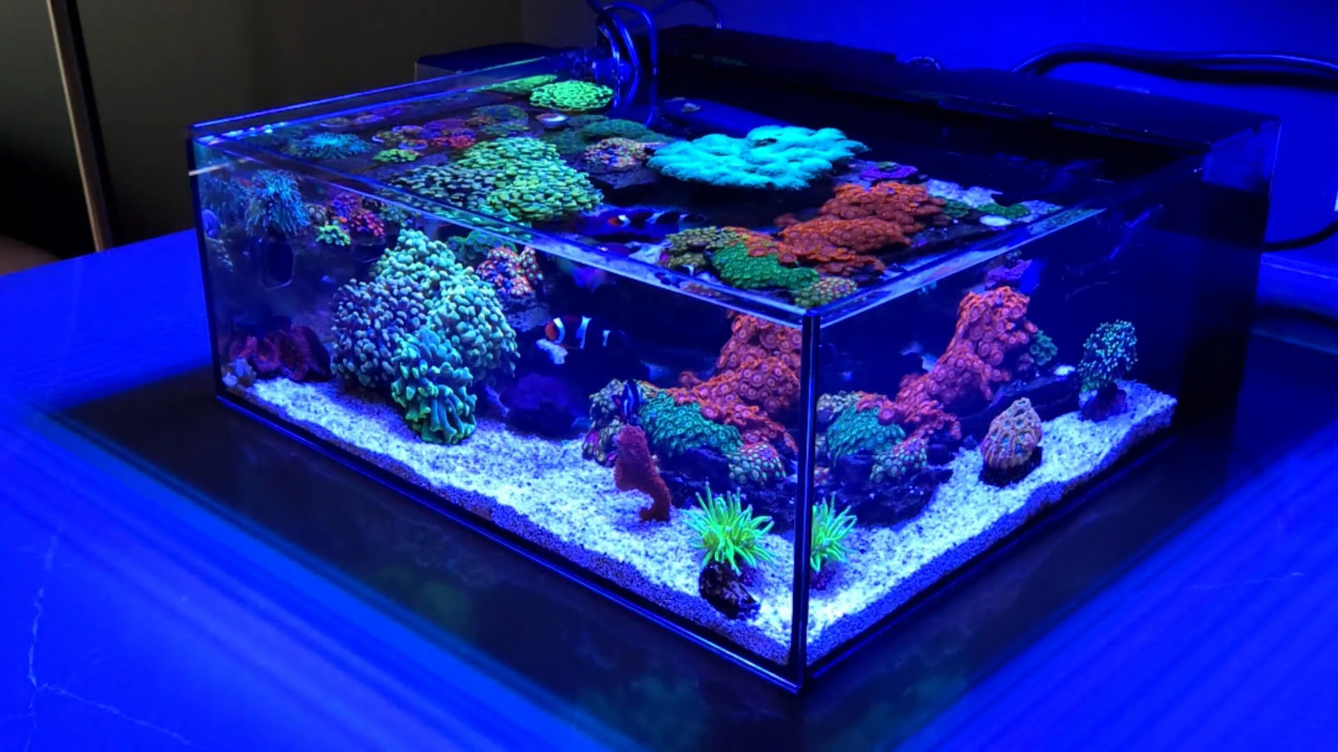 Frag Box Corals