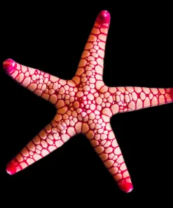 Volcano Starfish