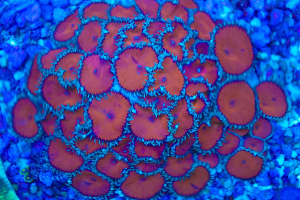 Frag Box Corals