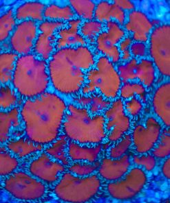 Red Death Palythoa Frag