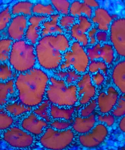 Red Death Palythoa Frag