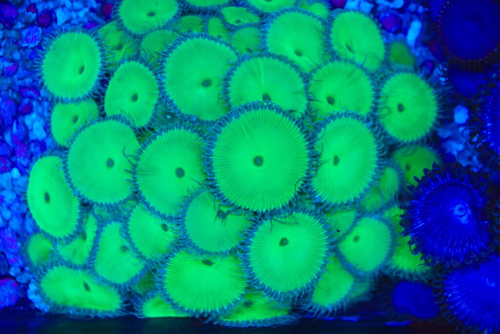 Frag Box Corals