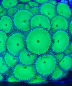 Nuclear Green Death Zoanthid Frag  (Row #15:B)