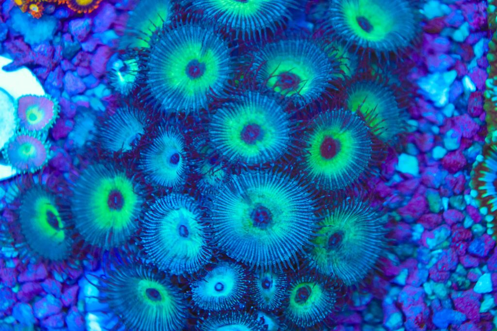 Frag Box Corals