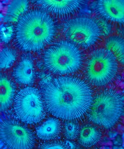 Blue Macaw Palythoa Frag