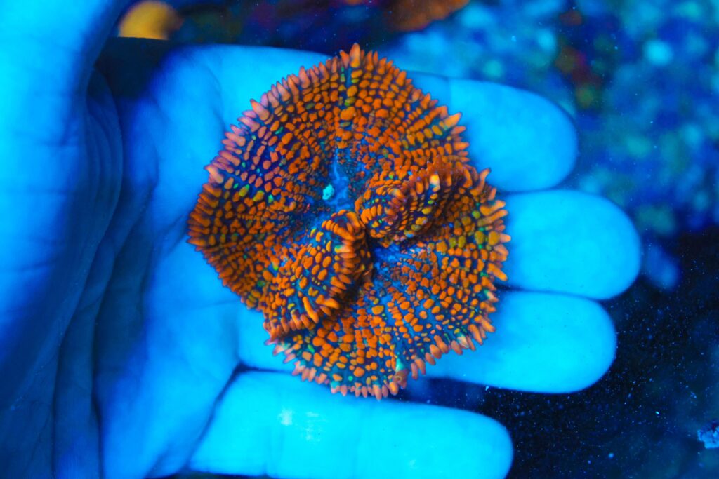 Frag Box Corals