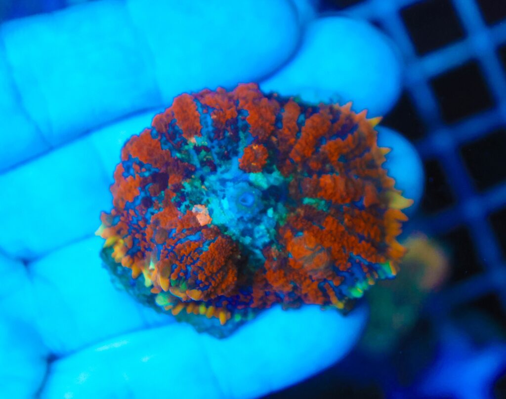 Frag Box Corals