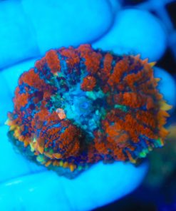 Rainbow Spiro Mushroom