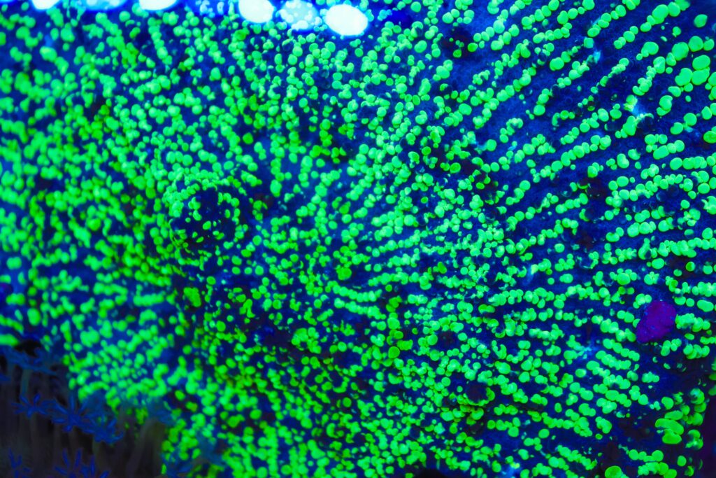 Frag Box Corals