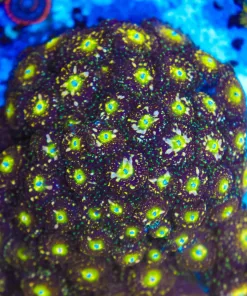 Speckled Azteks Zoanthid