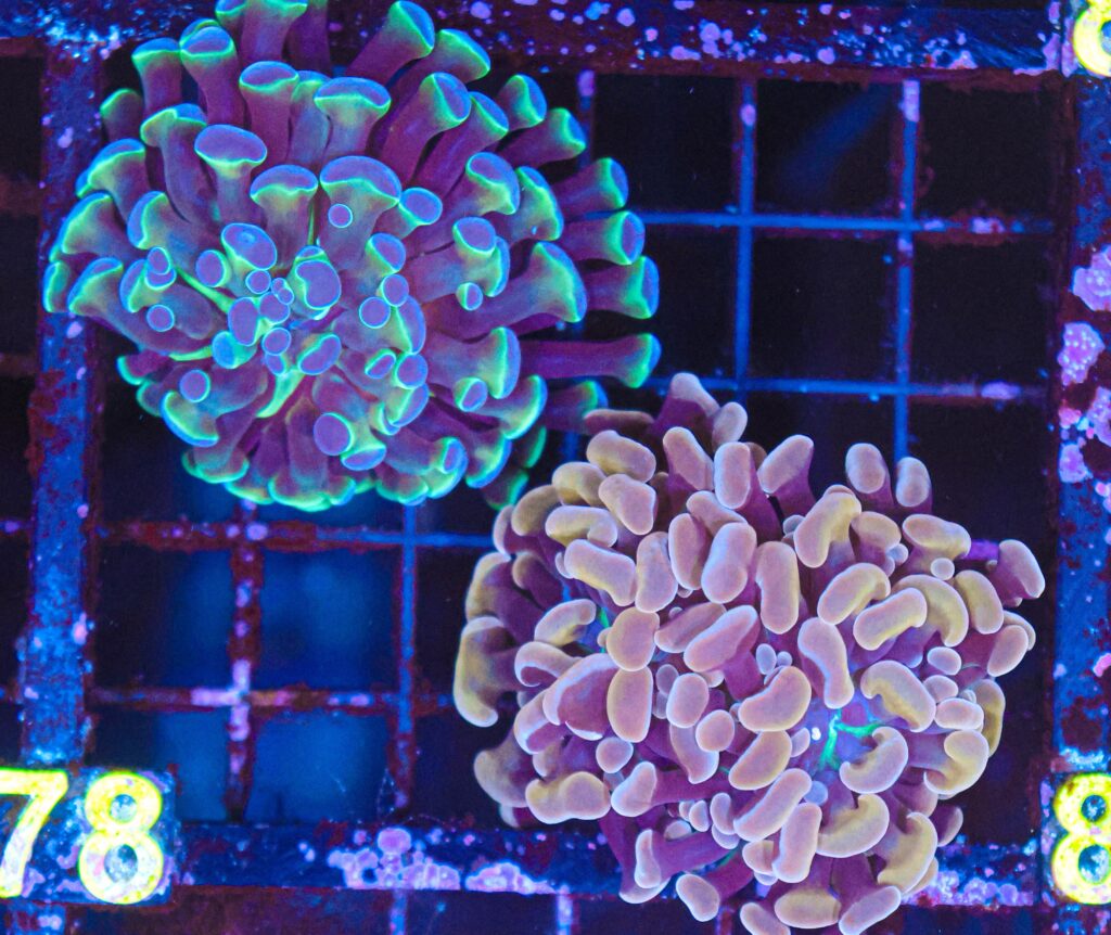 Frag Box Corals