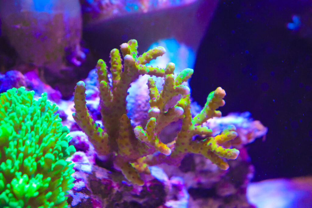 Frag Box Corals