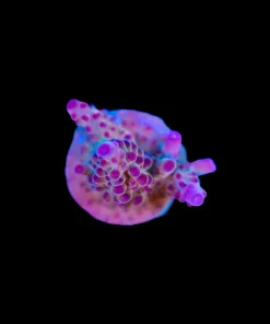 Red Rhino Acropora Granulosa