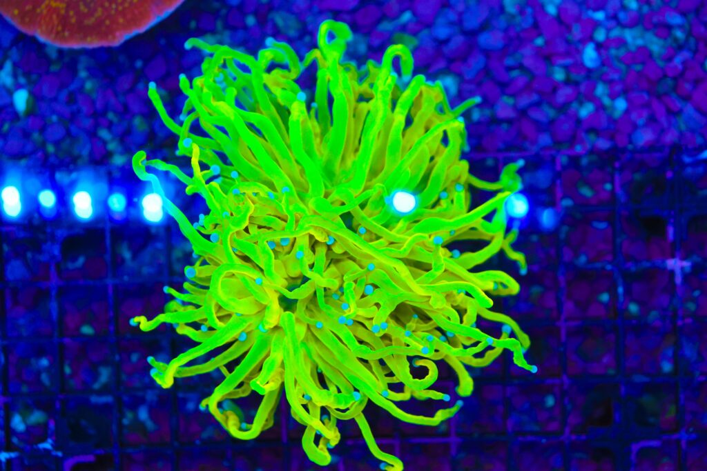 Frag Box Corals