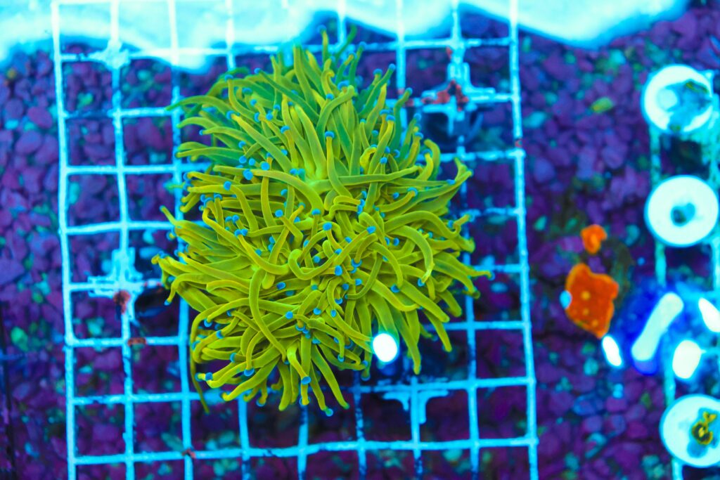 Frag Box Corals
