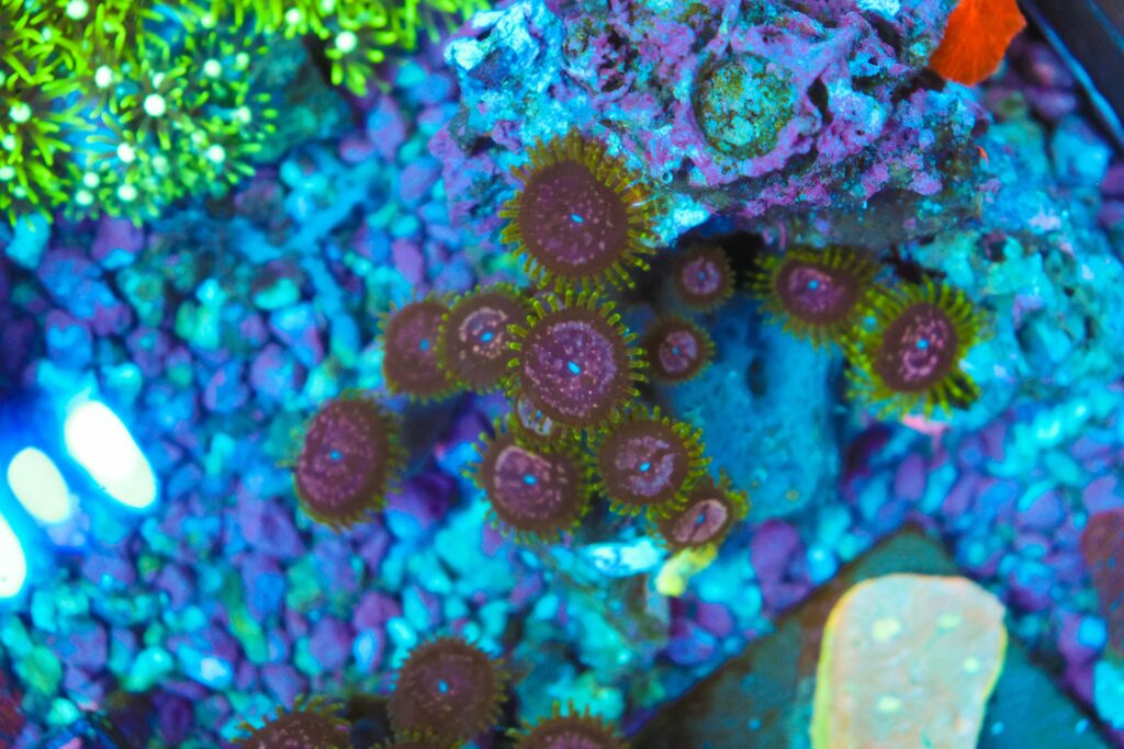 Frag Box Corals