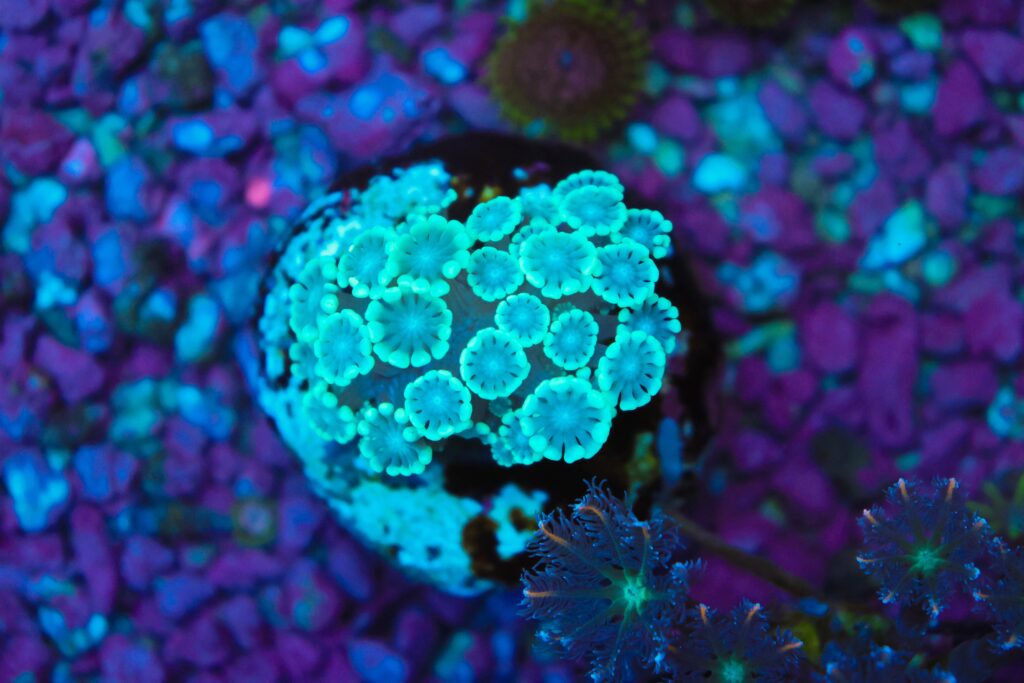 Frag Box Corals